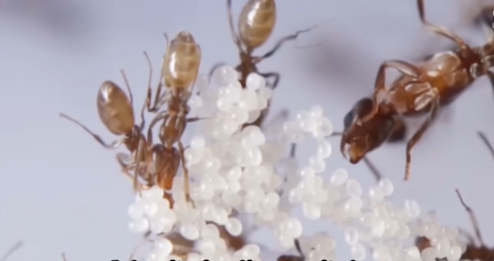 مصطفي محمود سيغير طريقة تفكيرك | عن عالم النمل | بعد هذا الفيديو