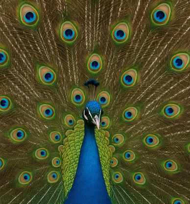 الإعجاز العلمي في جمال الطيور للدكتور محمد راتب النابلسي