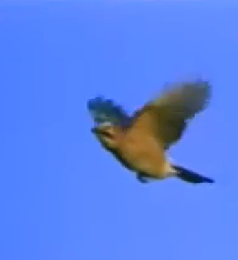 الإعجاز العلمي في بنية أجسام الطيور للدكتور محمد راتب النابلسي