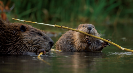 الإعجاز العلمي في حيوان القندس للدكتور محمد راتب النابلسي