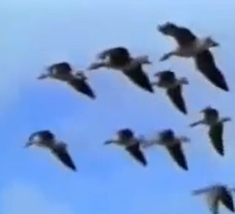 الإعجاز العلمي في هجرة الطيور للدكتور محمد راتب النابلسي