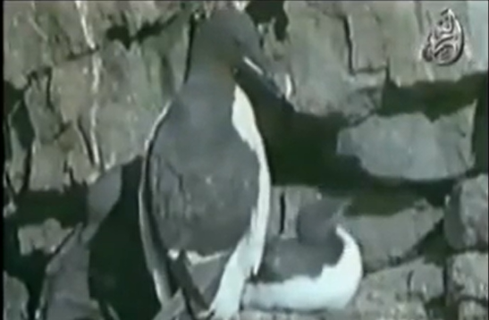 الإعجاز العلمي في طيور البحر للدكتور محمد راتب النابلسي