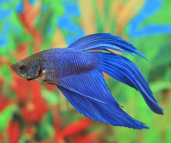 الإعجاز العلمي في الأسماك للدكتور محمد راتب النابلسي