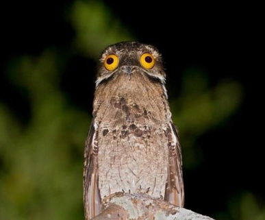 الإعجاز العلمي في طائر اسمه باتو للدكتور محمد راتب النابلسي