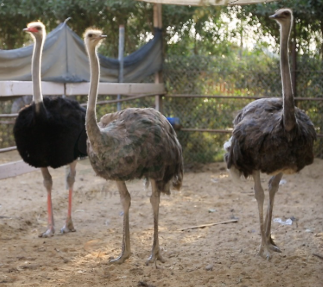الاعجاز العلمي في طائر النعامة  || الإعجاز العلمي || للدكتور محمد راتب النابلسي