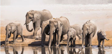 الإعجاز العلمي في حيوان الفيل للدكتور محمد راتب النابلسي