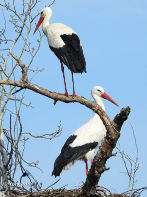الإعجاز العلمي في طائر اللقلق للدكتور محمد راتب النابلسي