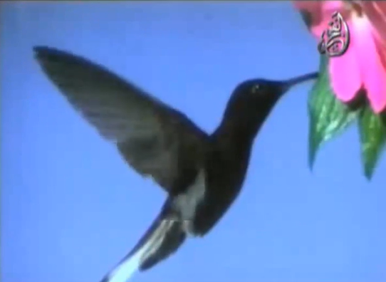 الإعجاز العلمي في طائر الطنّان للدكتور محمد راتب النابلسي