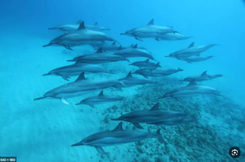 الإعجاز العلمي في حيوان الدلفين للدكتور محمد راتب النابلسي