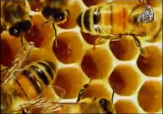 الإعجاز العلمي في النحل للدكتور محمد راتب النابلسي