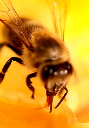 معجزة في دماغ النحلة تفوق البشر بمراحل!!