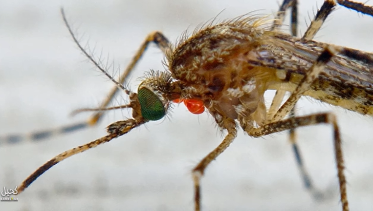 اكتشاف علمي بالصدفة يثبت عظمة هذه الآية القرآنية! شاهد كيف اخبرنا القرآن به