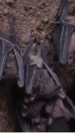 لماذا خلق الله الخفاش..؟ أمر خطير يحدث إذا اختفت الخفافيش!