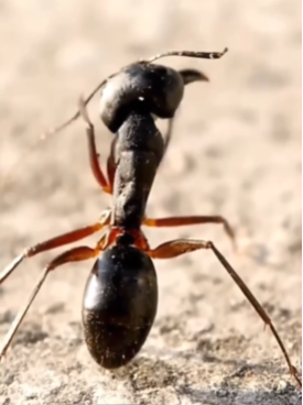 اكتشاف علمي لايصدق 2025 يشهد بصدق القرآن.. كيف ميز النمل جيش سليمان؟