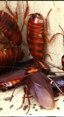 ماذا يحدث إذا اختفت الصراصير..؟ حقائق تسمعها لأول مرة