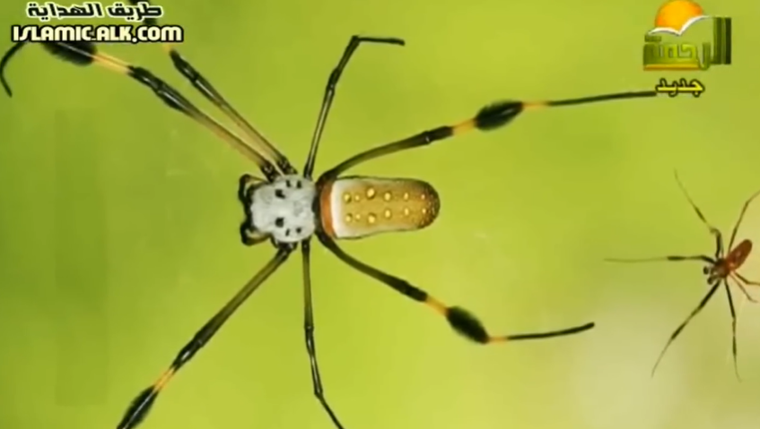 عبد الدائم الكحيل حلقة مهمة عن أوهن البيوت بيت العنكبوت