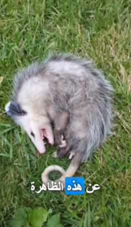 ظاهرة غريبة في عالم الحيوان لن تصدق كيف تحدث!!