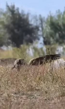 لماذا أمر النبي الكريم بقتل هذا الطائر في الحرم؟!