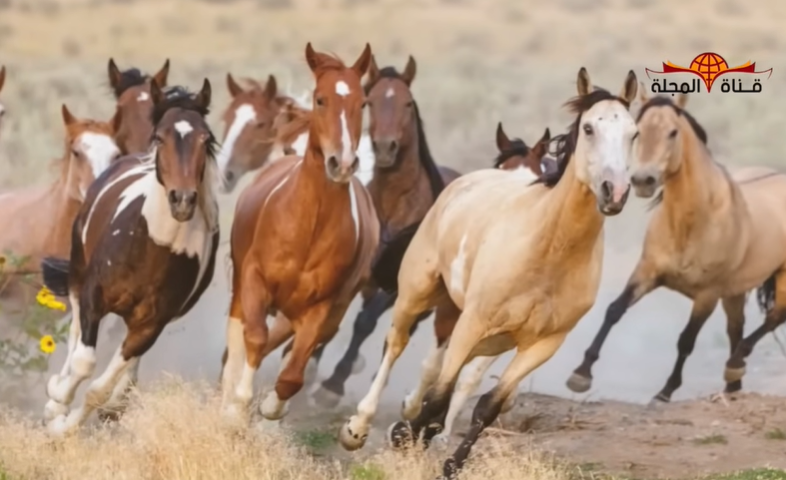 الاعجاز العلمي | "العاديات ضبحا" معجزة تصدم علماء الغرب في الخيول أثبتها القرآن قبل 1400 عام.