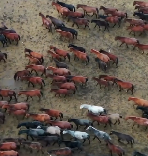 معجزة مدهشة في الخيول!.. ماذا يحدث إذا اختفت العاديات؟!